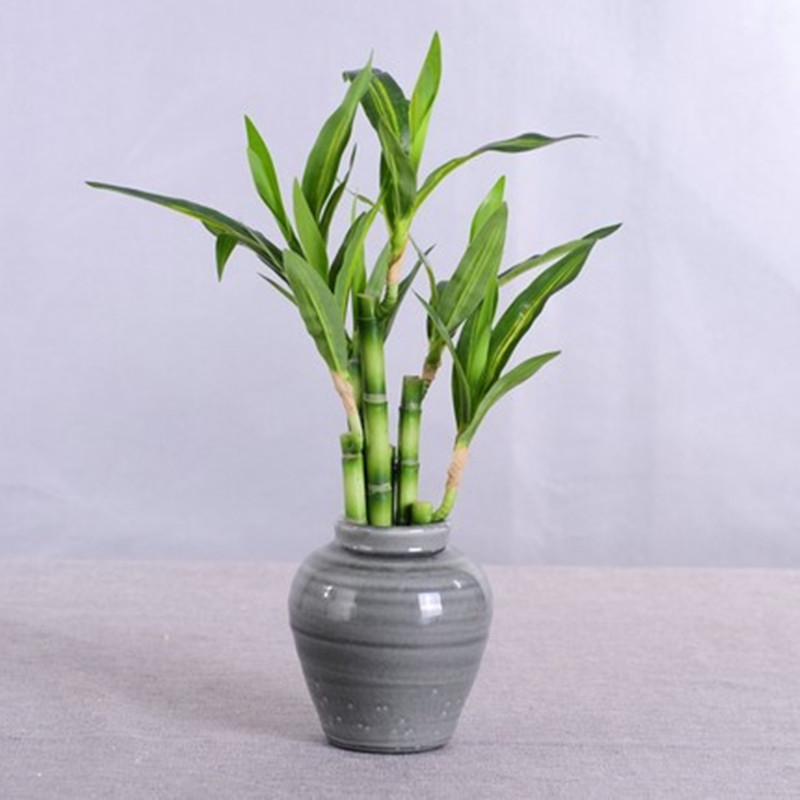Новый 40 см искусственный счас – обзор и цена Aquarium Marine Plants
